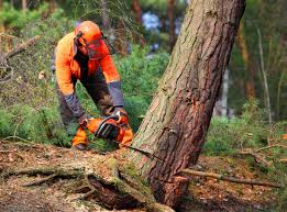 Best Tree Trimming and Pruning  in Coal Run Village, KY