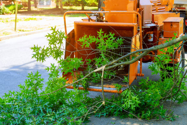 How Our Tree Care Process Works  in  Coal Run Village, KY