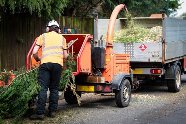 Best Leaf Removal  in Coal Run Village, KY