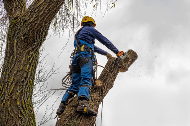 Best Tree Risk Assessment  in Coal Run Village, KY