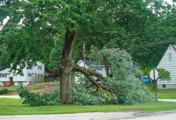 Best Root Management and Removal  in Coal Run Village, KY